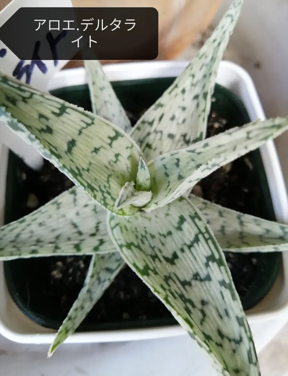 アロエ白斑 確認用 アロエ白斑 確認用 楽天市場】シンワ 大金 普及型