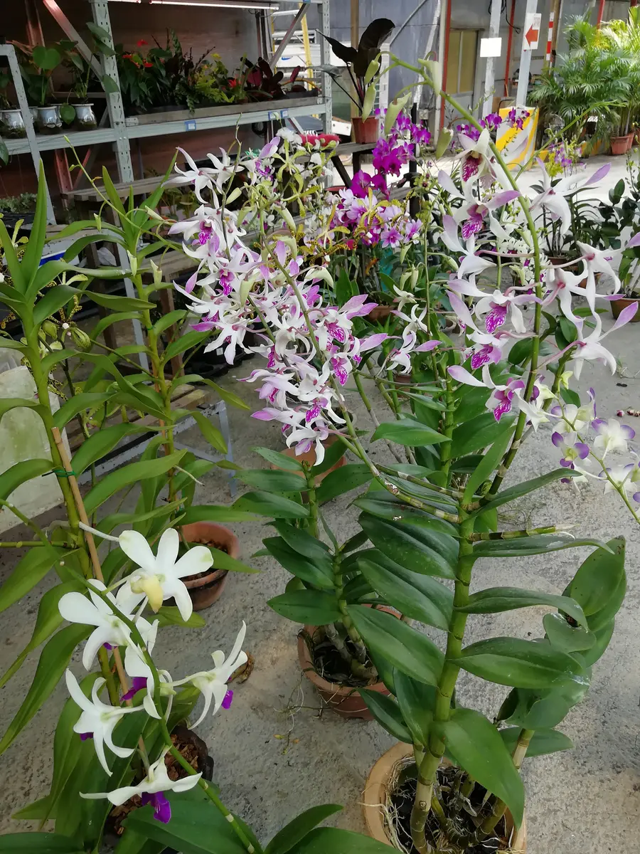 シンガポールの蘭ファーム｜園芸日記byGalanthophile｜みんなの