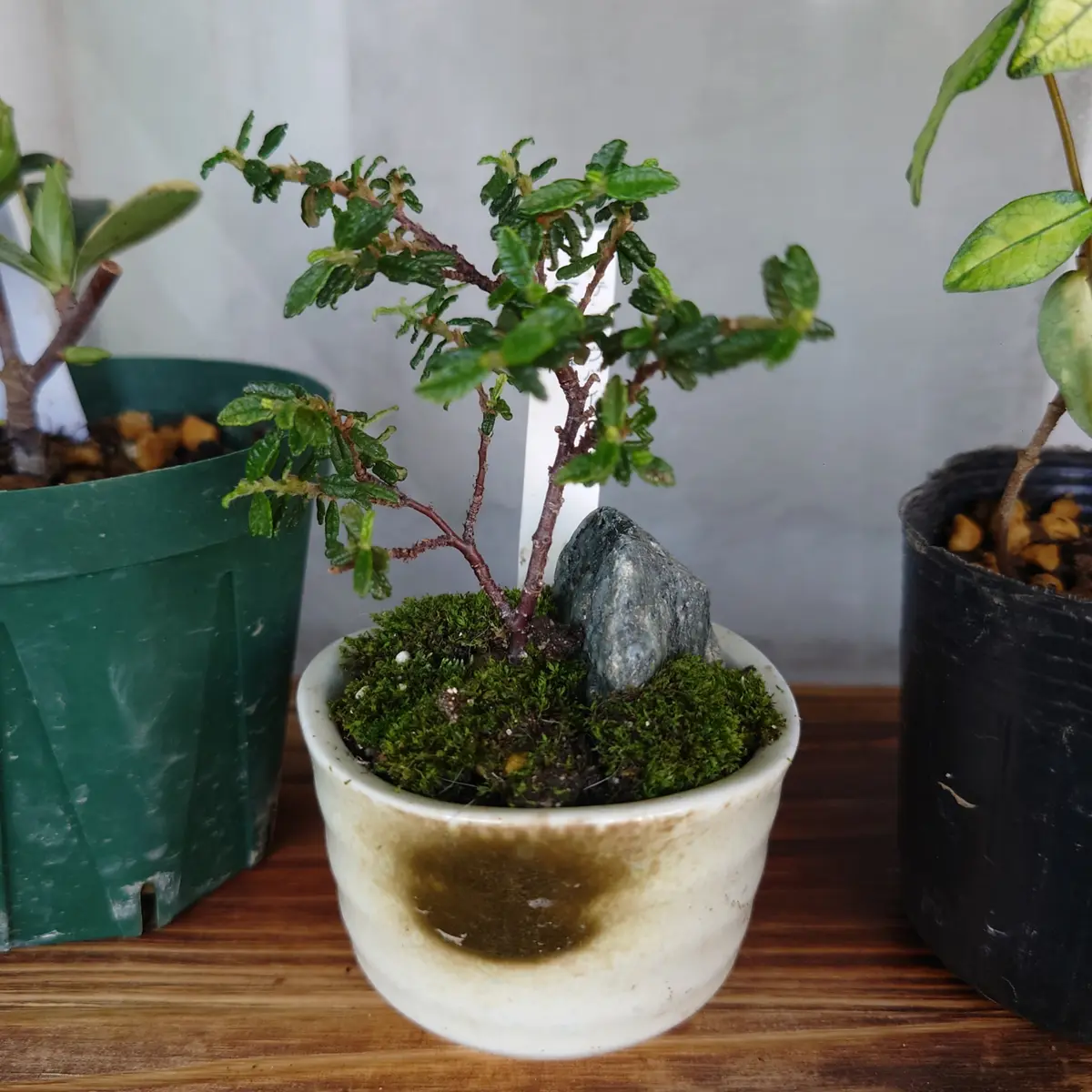 大きいケサランパサラン｜園芸日記byぷぅ｜みんなの趣味の園芸