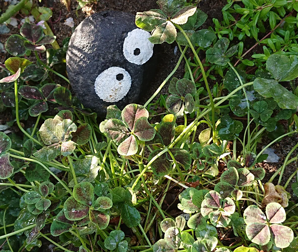 四葉のクローバー🍀*゜｜園芸日記byはたけのかかし｜みんなの