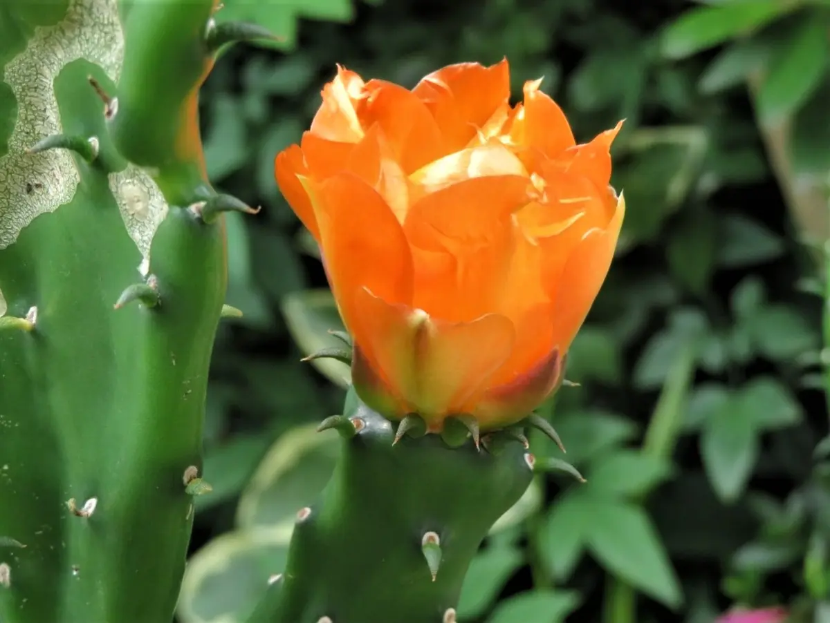 🌵ウチワサボテンの花🌵が咲いた|園芸日記byロッキー|みんなの 🌵ウチワサボテンの花🌵が咲いた|園芸日記byロッキー|みんなの