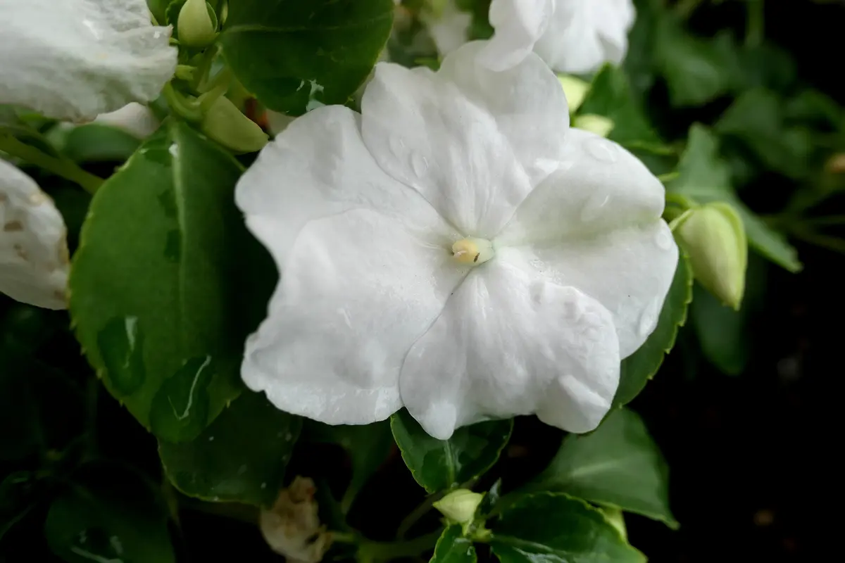 インパチェンス 白｜園芸日記by金太郎ちゃん｜みんなの趣味の園芸｜829934