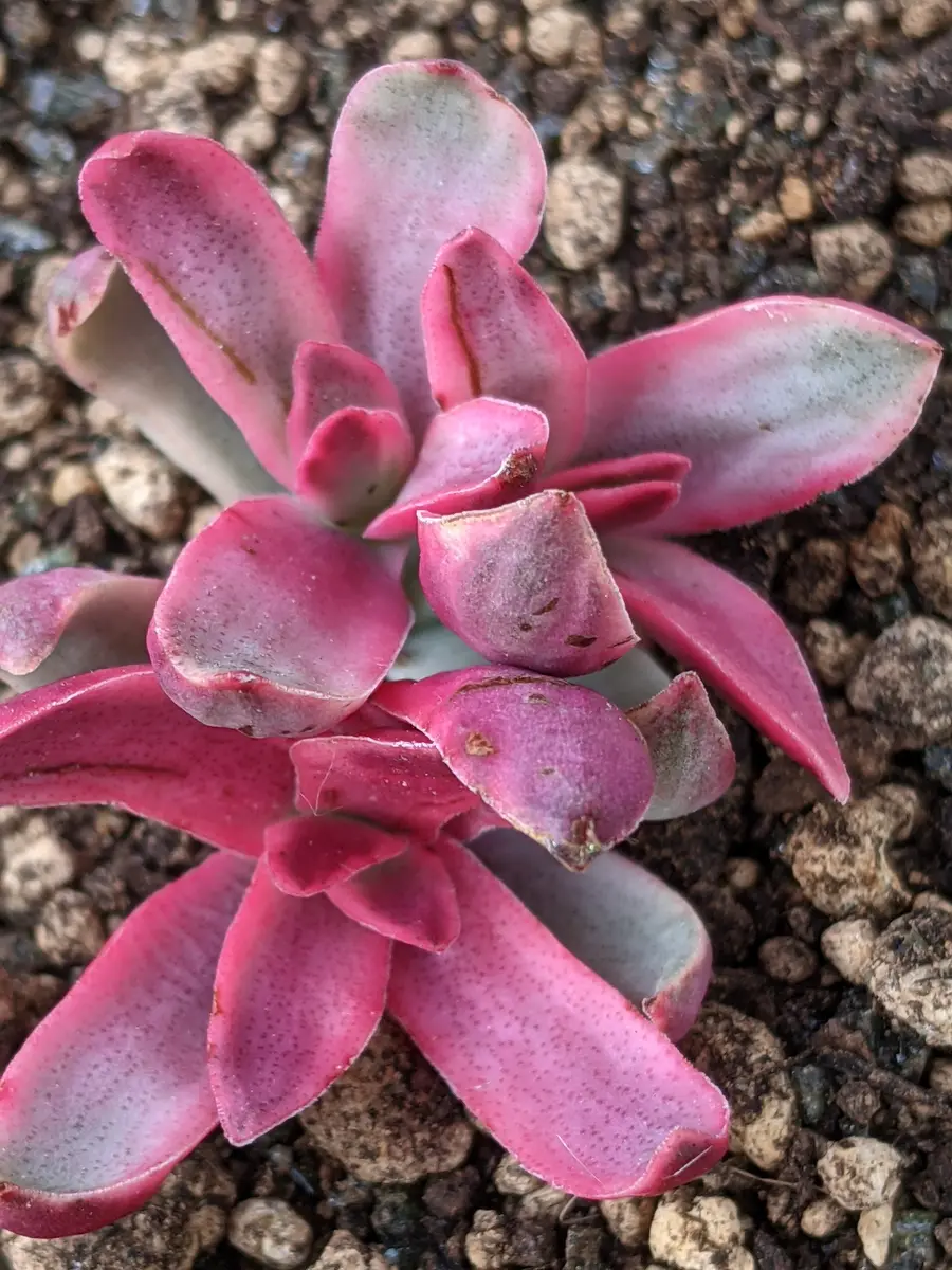 多肉植物 クラッスラ ルブリカウリス キャンディケイン 抜き苗 【公式