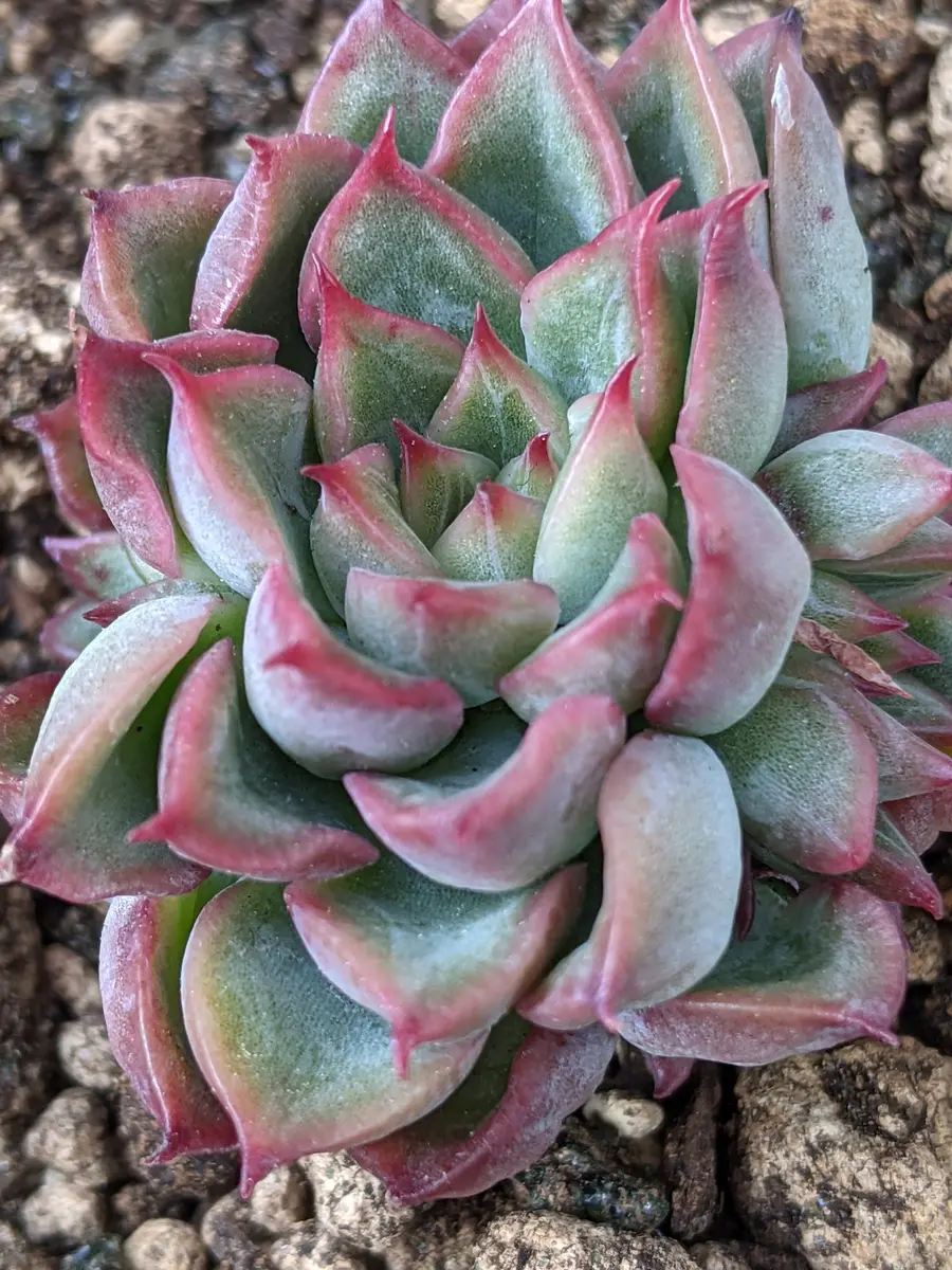 多肉植物 クラッスラ ルブリカウリス キャンディケイン 抜き苗 【公式