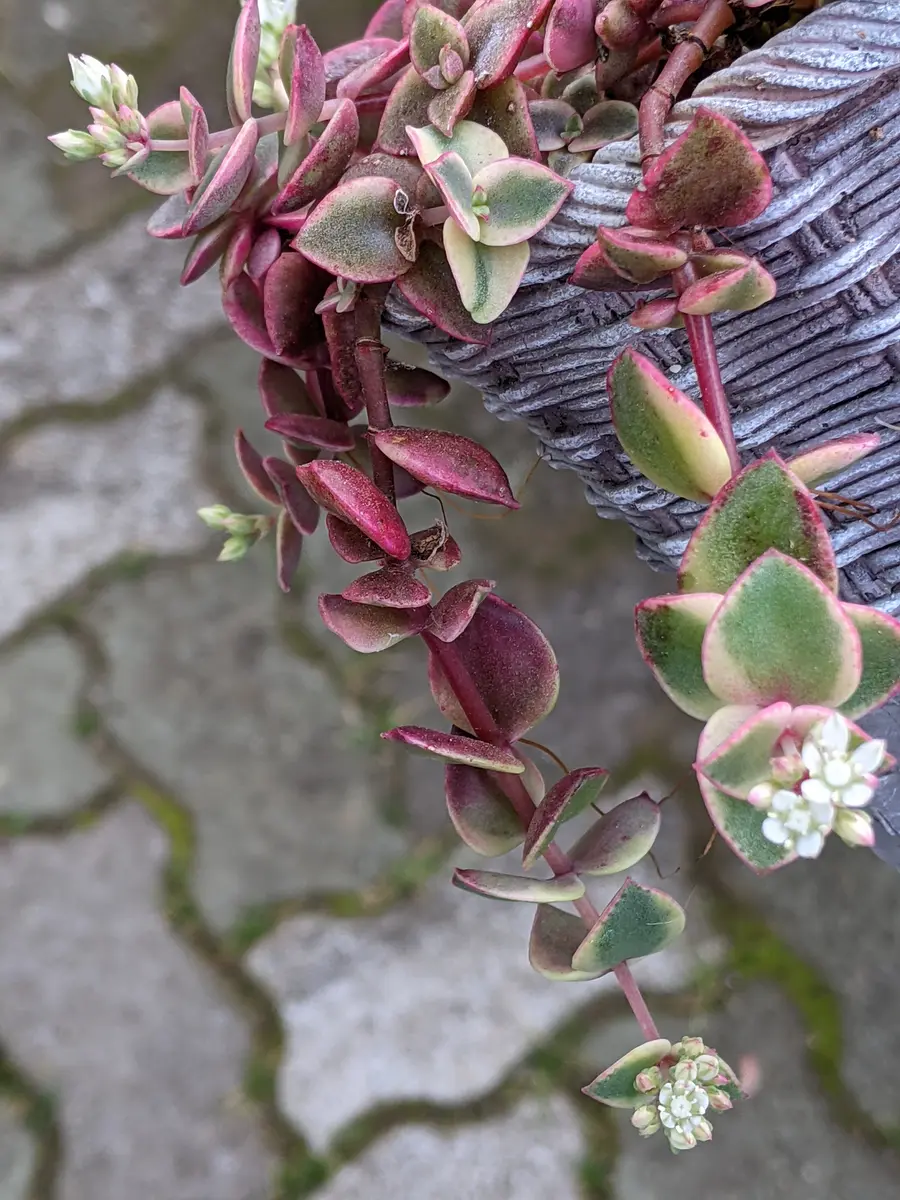 多肉植物 クラッスラ ルブリカウリス キャンディケイン 抜き苗 【公式