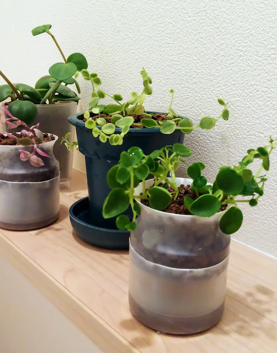 Hilo Beauty5号鉢挿し木三叉 Hilo Beauty5号鉢挿し木三叉 Hilo