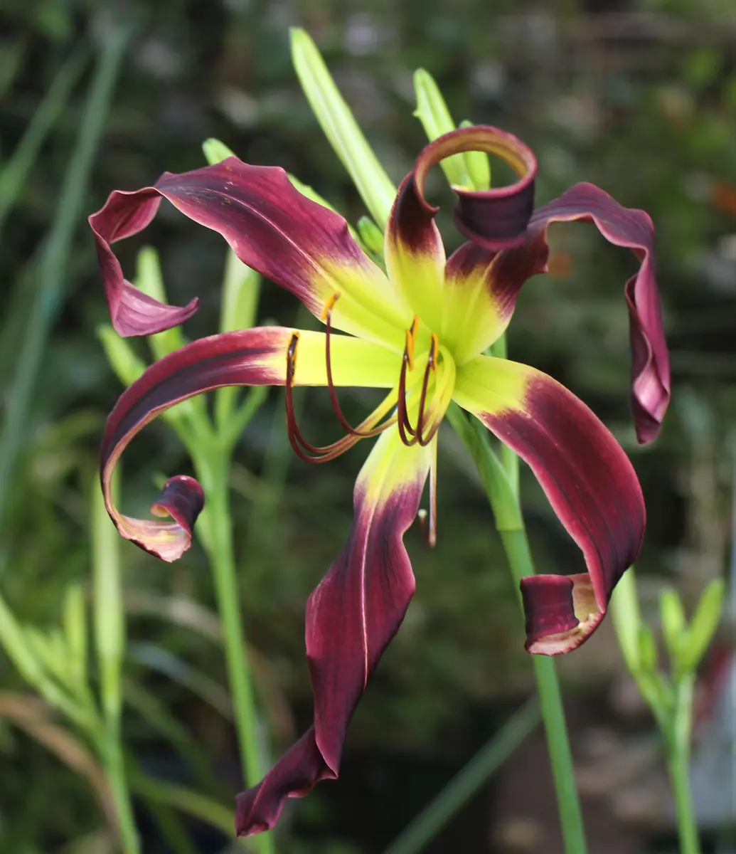 ヘメロカリス(５種類) ヘメロカリス5品種セット