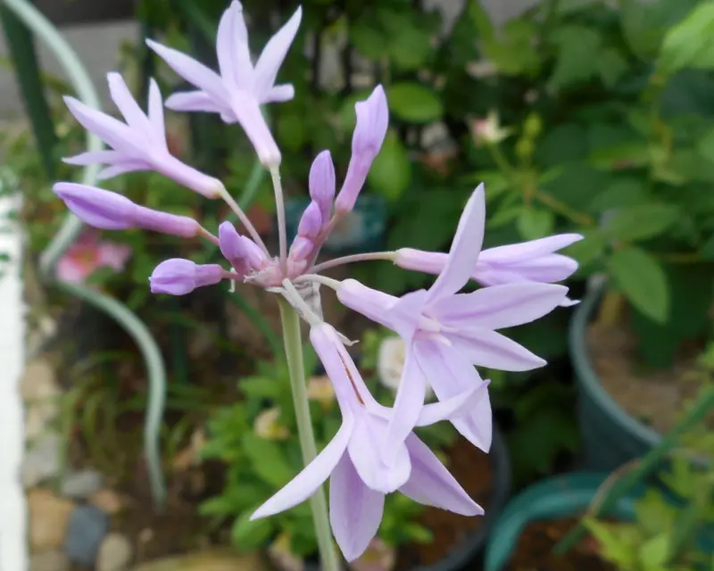 クレマチス クラコヴィアク(^^♪｜園芸日記by愛は花。｜みんなの趣味の