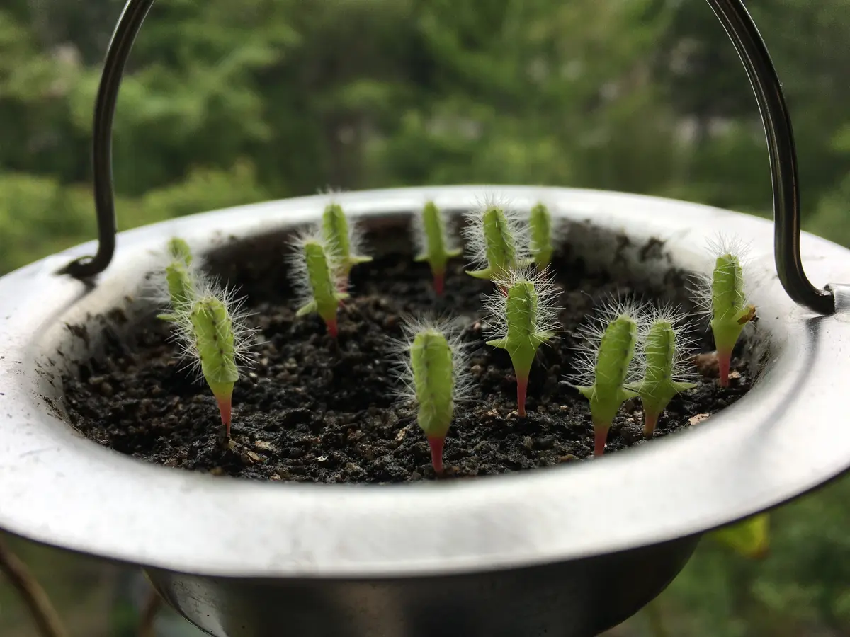 クトウテン　鉢のみ　植物はつきません クトウテン 鉢のみ 植物はつきません クトウテン 鉢のみ 植物はつき