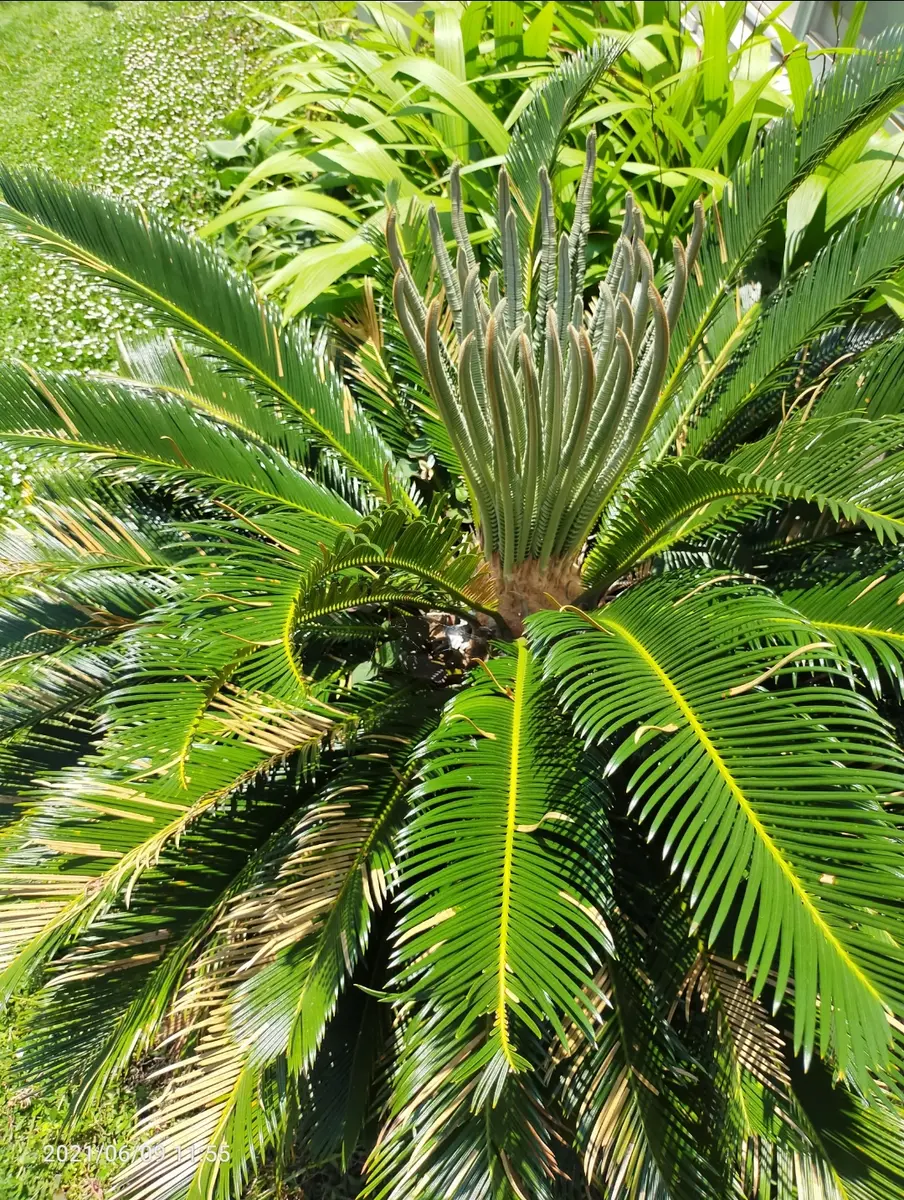 ソテツの新葉｜園芸日記by花谷｜みんなの趣味の園芸｜832082