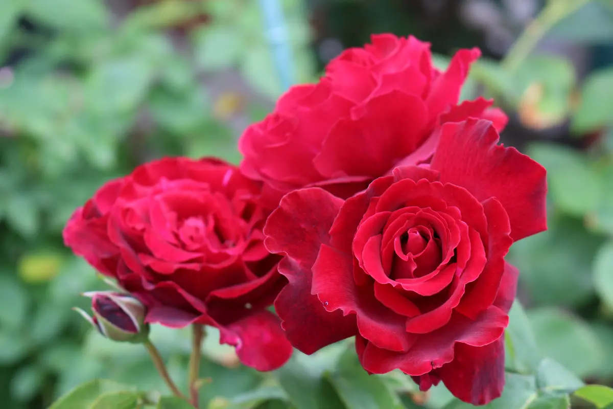 梅雨バラ｜園芸日記byみなみ｜みんなの趣味の園芸｜832346