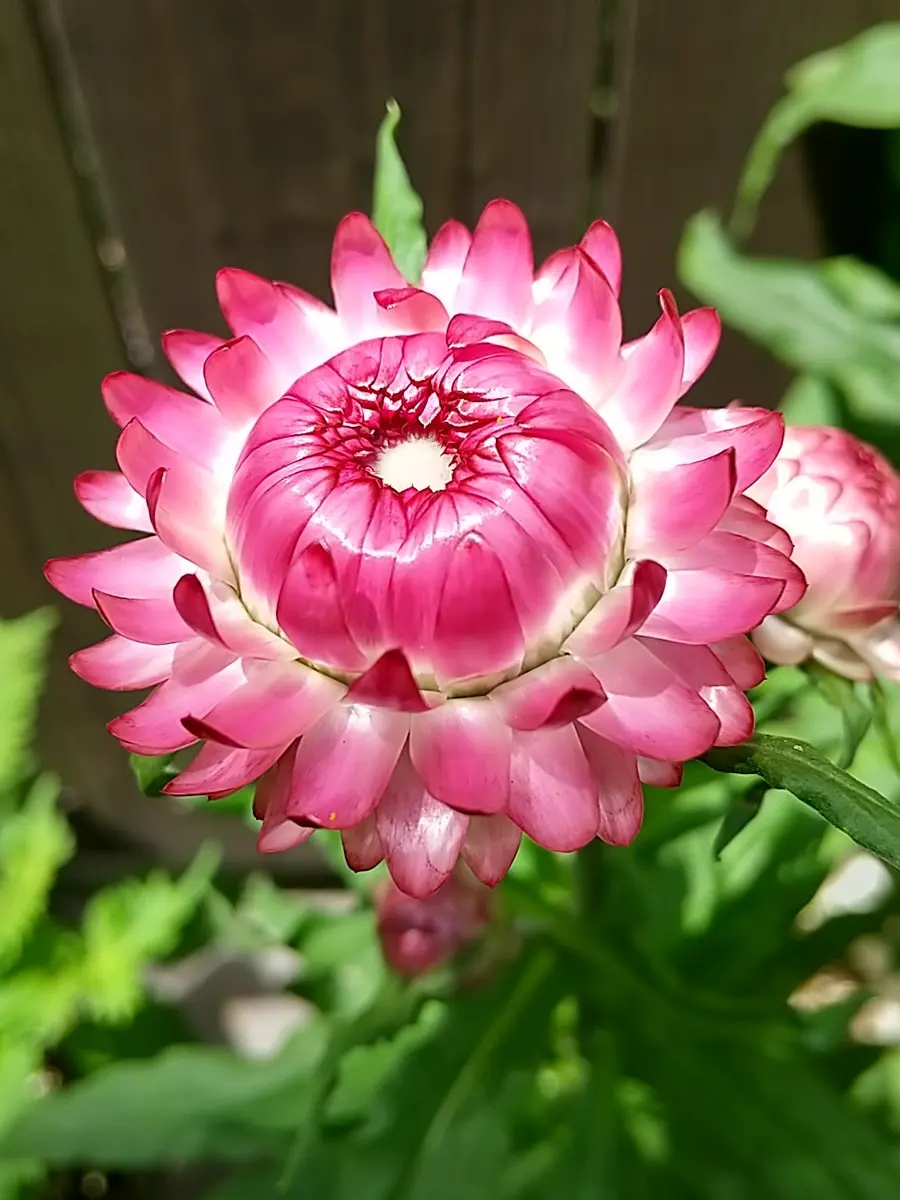 初めての花、ヘリクリサム｜園芸日記byあさまゆ｜みんなの趣味の園芸 