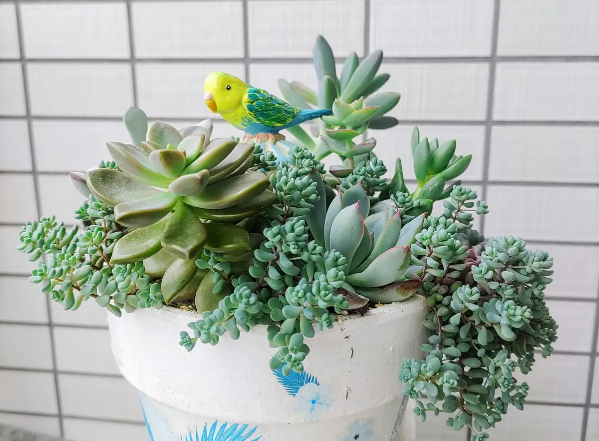 【アイビー】５品種　多肉植物 アイビー様専用】5品種 多肉植物 【公式通販】