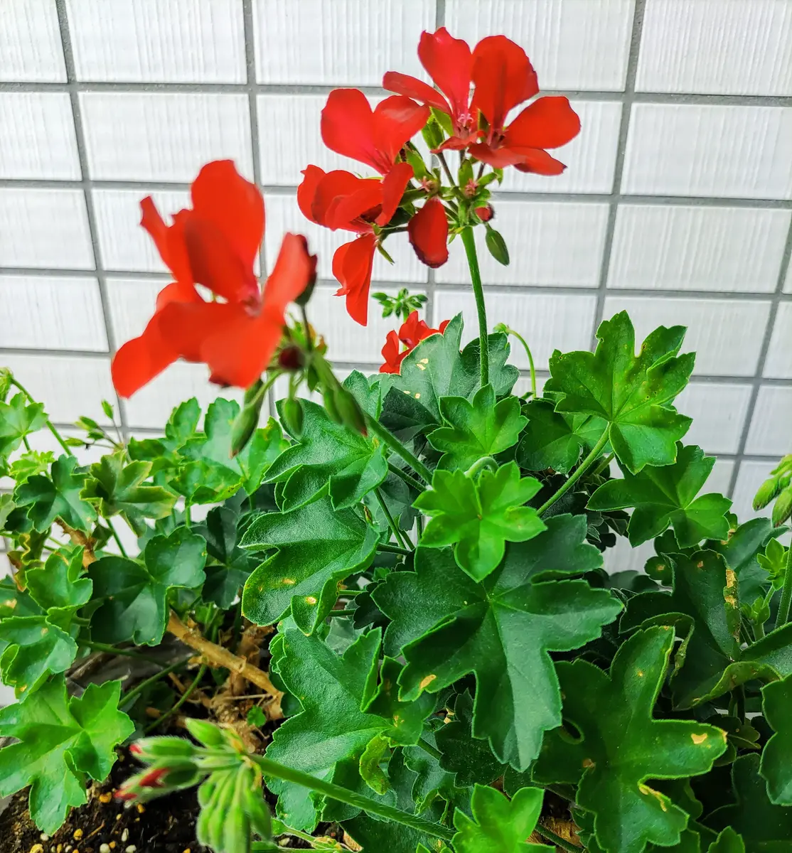 【アイビー】５品種　多肉植物 アイビー様専用】5品種 多肉植物 【公式通販】