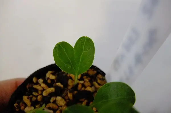 変形した葉っぱ｜園芸日記byさっち｜みんなの趣味の園芸｜83290