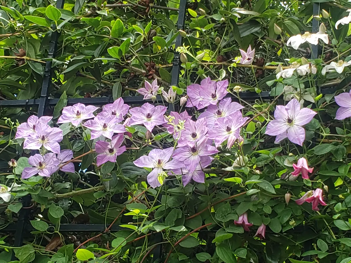 クレマチス・ナーセリー 及川フラグリーン Clematis Nursery