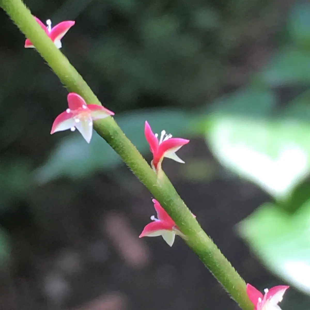 img_cache_d_833933_2_162454499