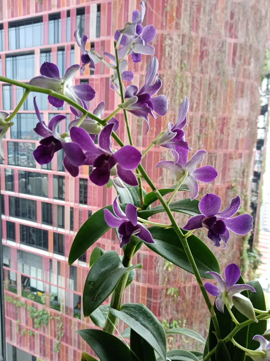 ［洋蘭原種］Den. sp. (Blue papua) 洋蘭原種 (181) 超希少種 幻の青いデンドロビューム Den. sp