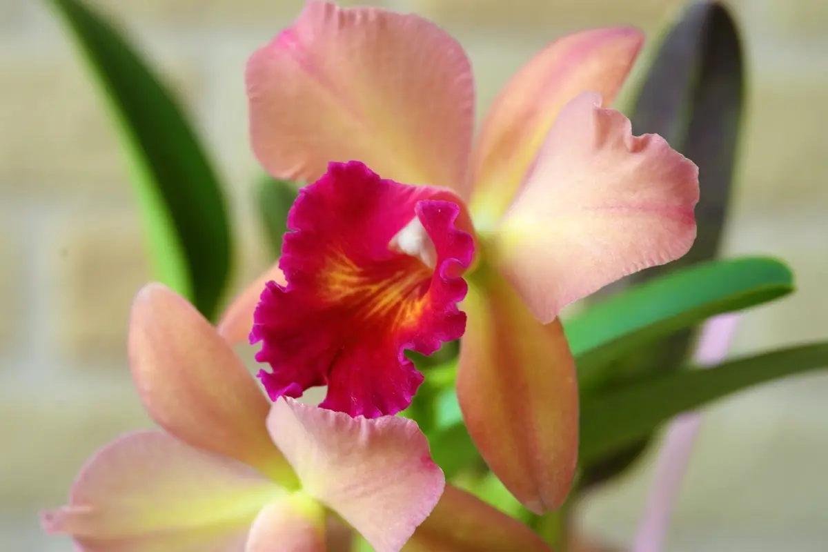 初めてのミニカトレア｜園芸日記byUchy｜みんなの趣味の園芸｜834537