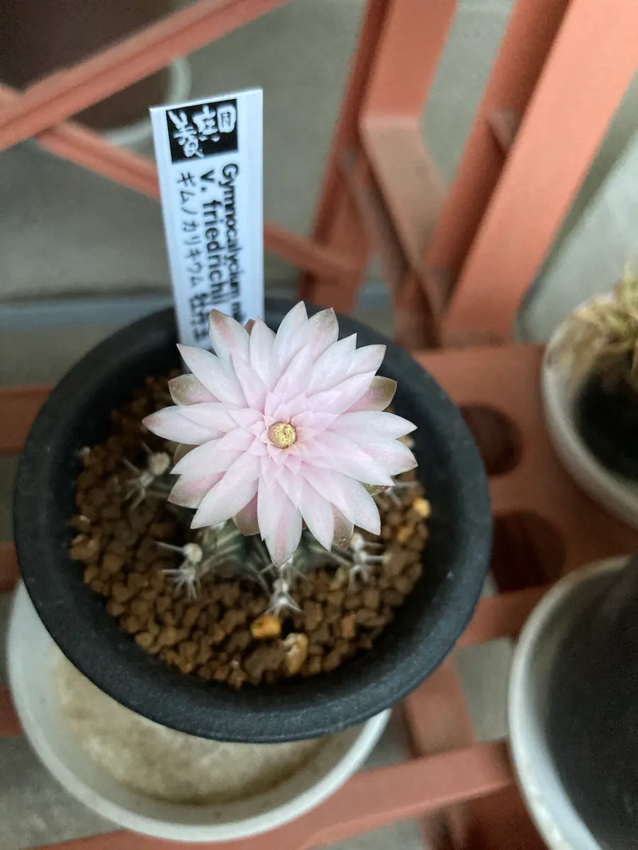 20210626牡丹玉の花｜園芸日記byさすらふ花好き｜みんなの趣味の園芸