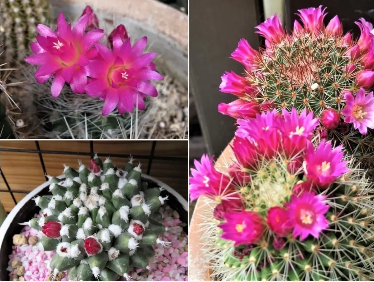 サボテンページ 2 サボテン 2号の通販 | GreenSnapSTORE