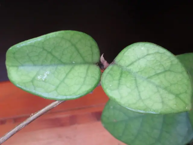 ホヤ フンギー｜園芸日記byあねったい｜みんなの趣味の園芸｜83555