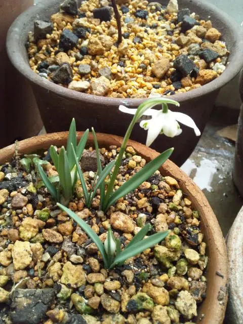 スノードロップ｜園芸日記byレンヤ｜みんなの趣味の園芸｜83566
