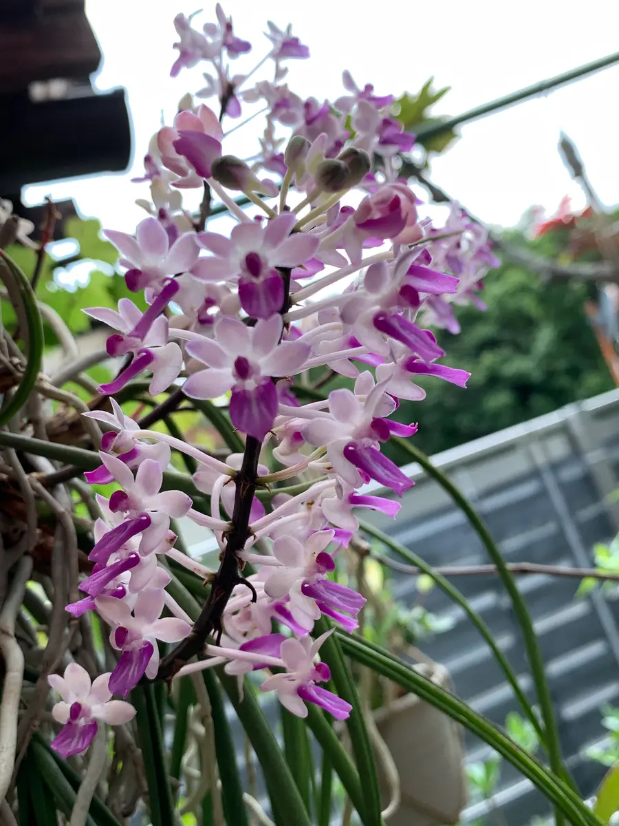 フーランが咲いた✨｜園芸日記byもっとん｜みんなの趣味の園芸｜835942