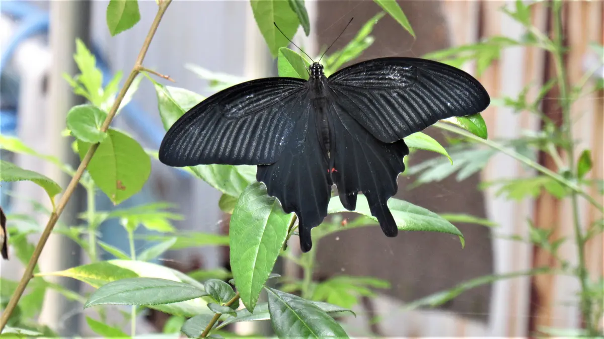 黒い蝶々は吉兆❔｜園芸日記byshinji70｜みんなの趣味の園芸｜836232