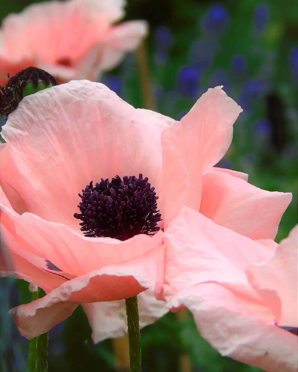 オリエンタルポピー｜園芸日記byきゅー｜みんなの趣味の園芸｜836417