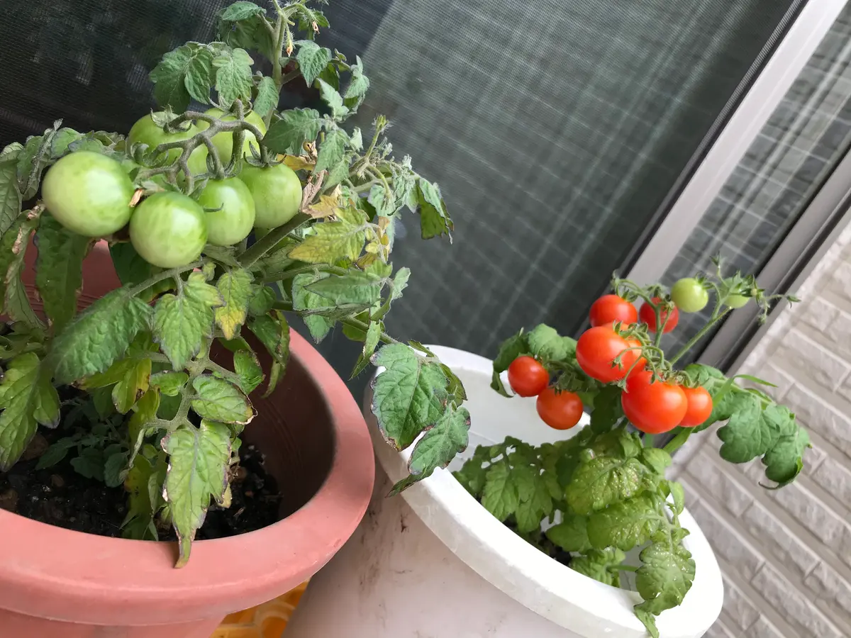 鉢植えトマト、レジナ🍅｜園芸日記byロンドンネコ｜みんなの趣味の園芸