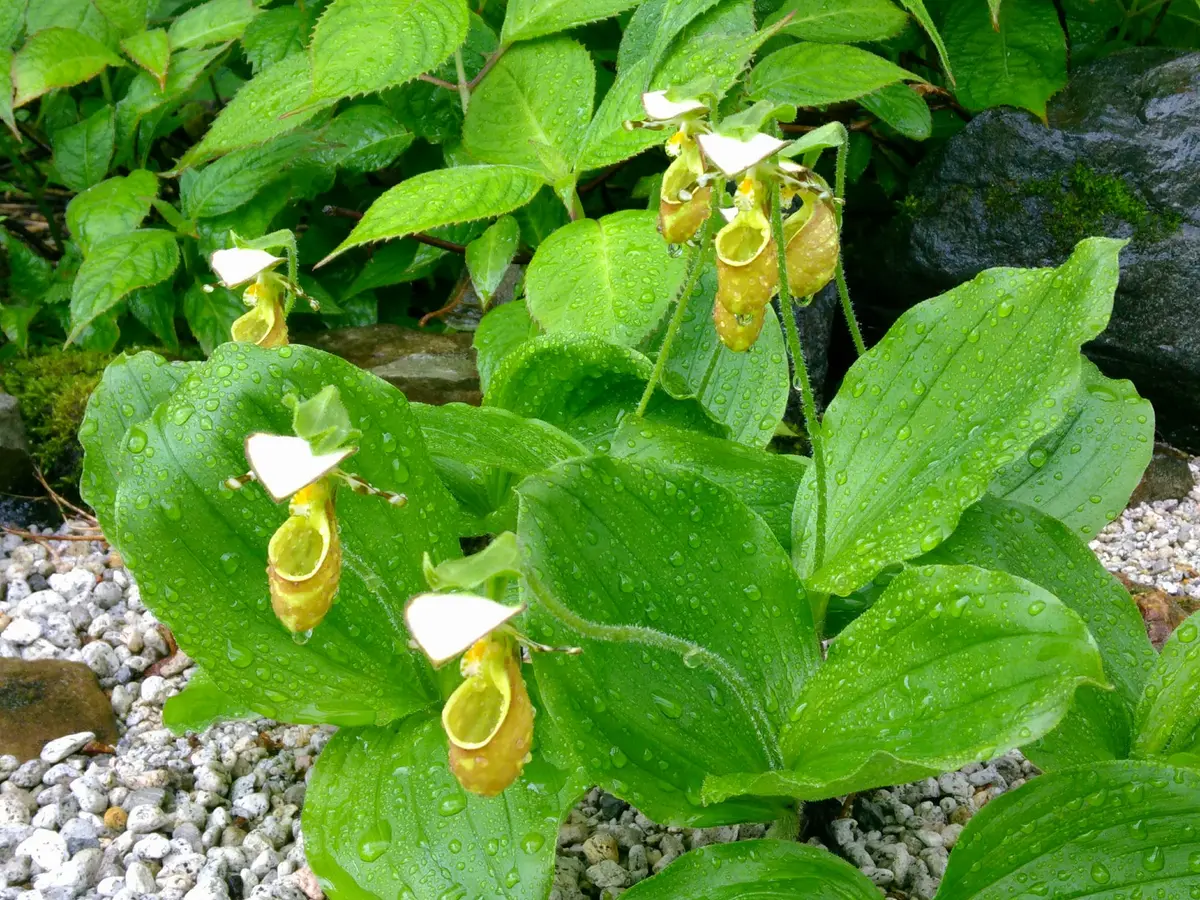 白馬五竜高山植物園】キバナアツモリソウが咲きました｜園芸日記by白馬