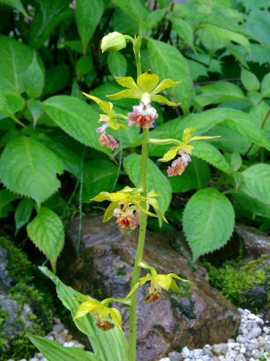 白馬五竜高山植物園】キバナアツモリソウが咲きました｜園芸日記by白馬