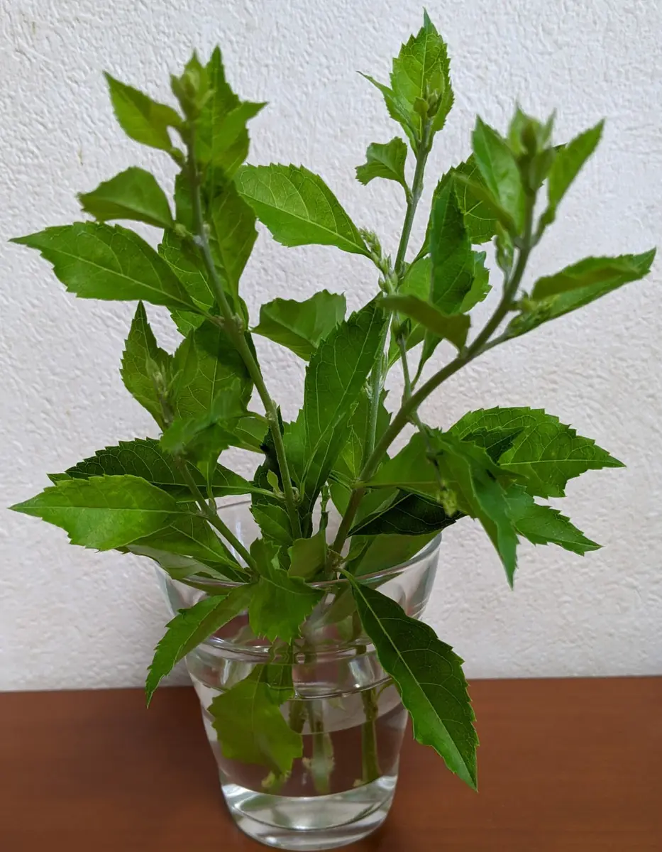 デュランタ挿し木｜園芸日記byゴマカピ｜みんなの趣味の園芸｜837499