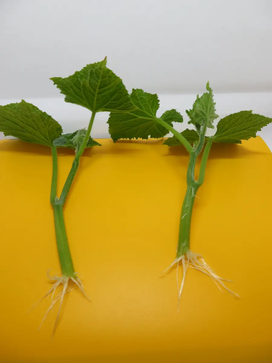 きゅうり の 育て 方 わき 芽