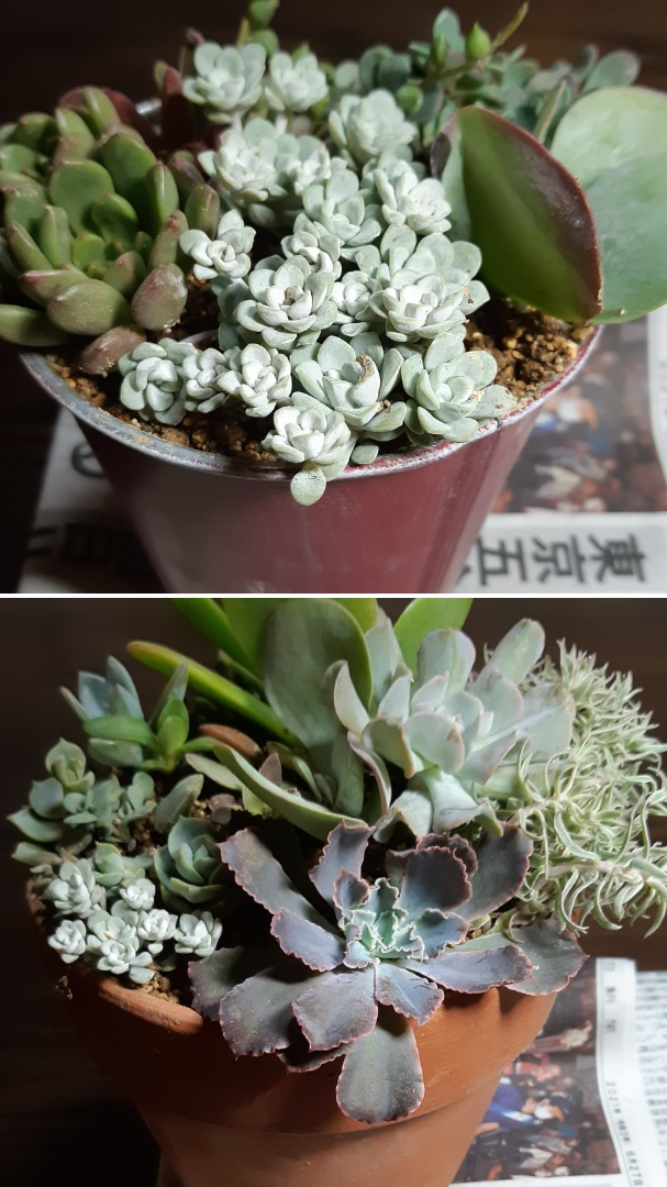 モンステラと多肉の寄せ植え｜園芸日記bySみん｜みんなの趣味の園芸 