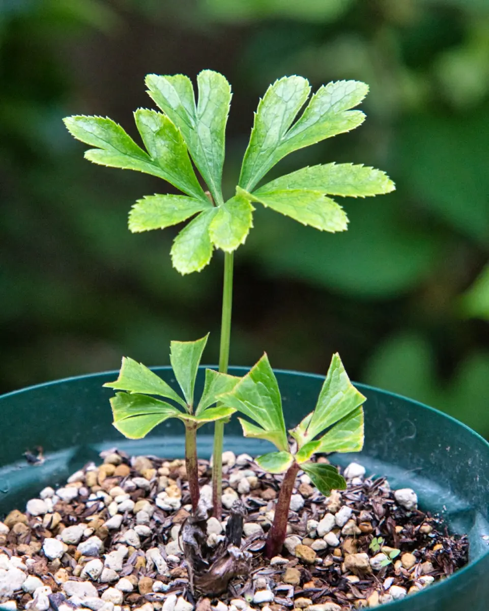 クリスマスローズ 小苗 ソレイユ×ソレイユ'23 今朝のクリスマスローズ