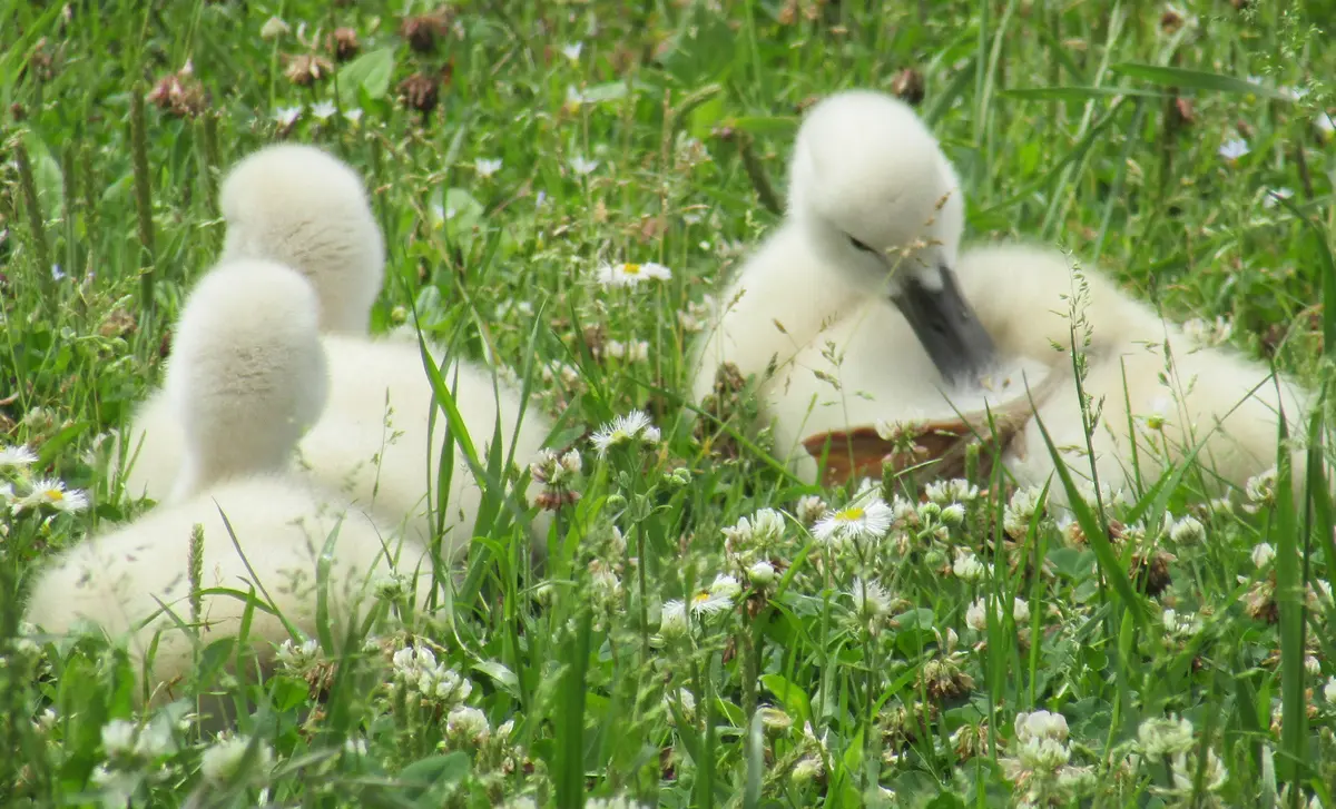 欄間(草原の白鳥)