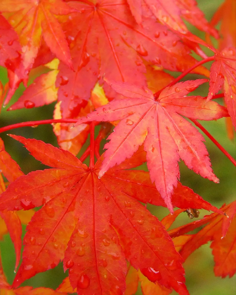 紅葉(こうよう)の紅葉(モミジ)｜園芸日記byきゅー｜みんなの趣味の園芸