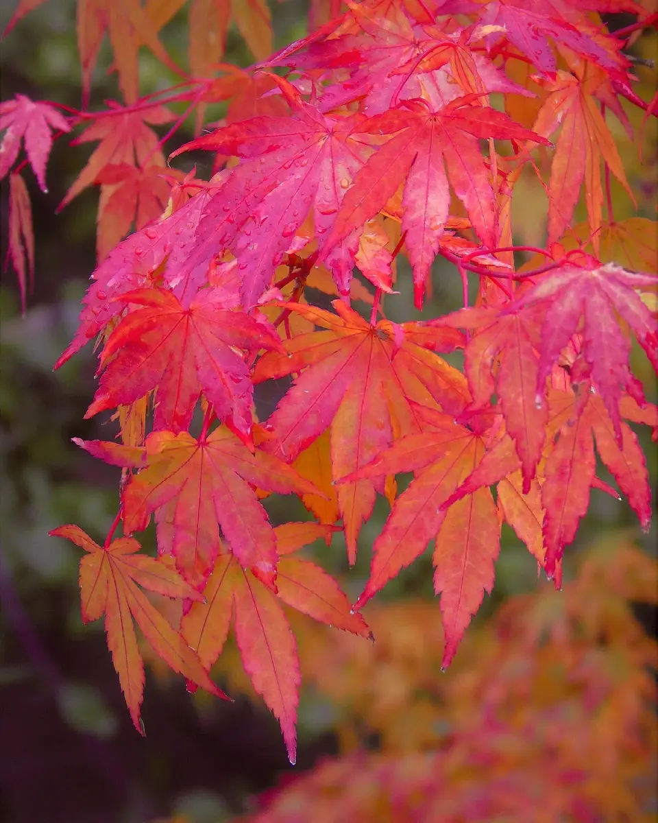 紅葉(こうよう)の紅葉(モミジ)｜園芸日記byきゅー｜みんなの趣味の園芸