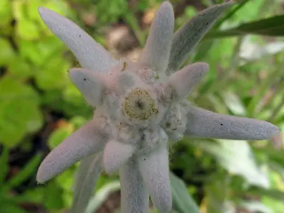 ちょっと留守にしたら・・・エーデルワイス｜園芸日記byCP｜みんなの