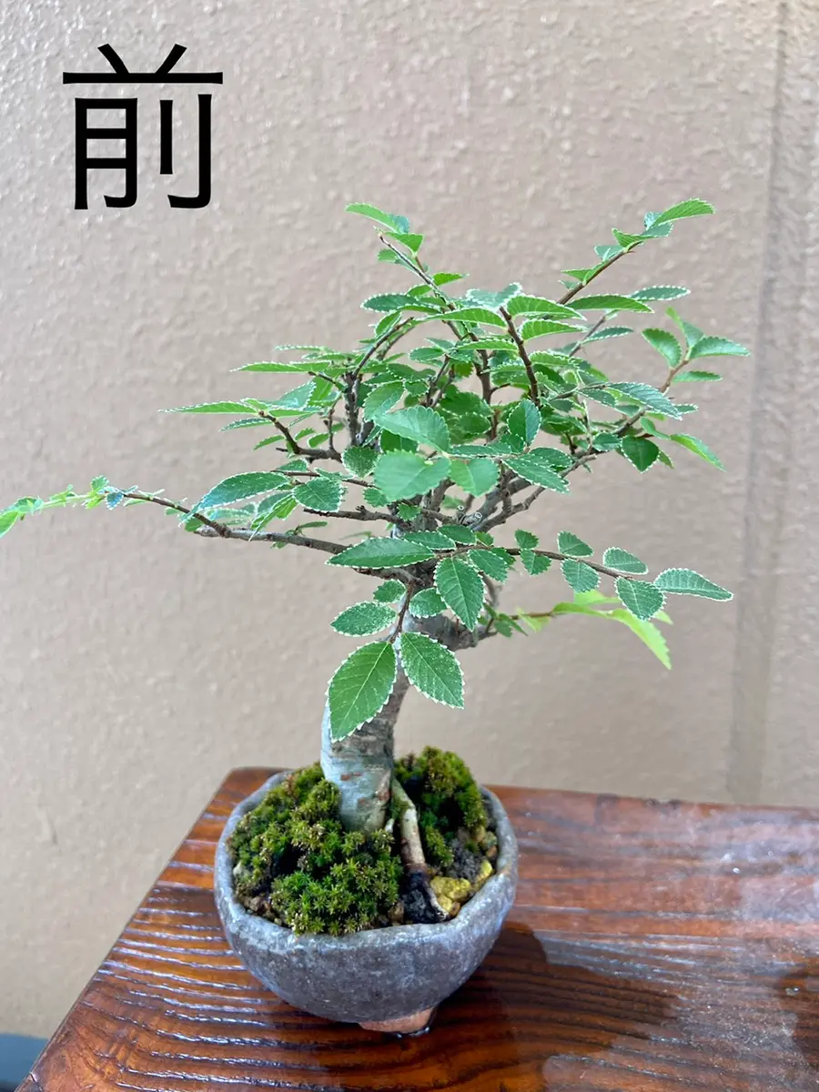 ニレケヤキ盆栽高さ約70センチ