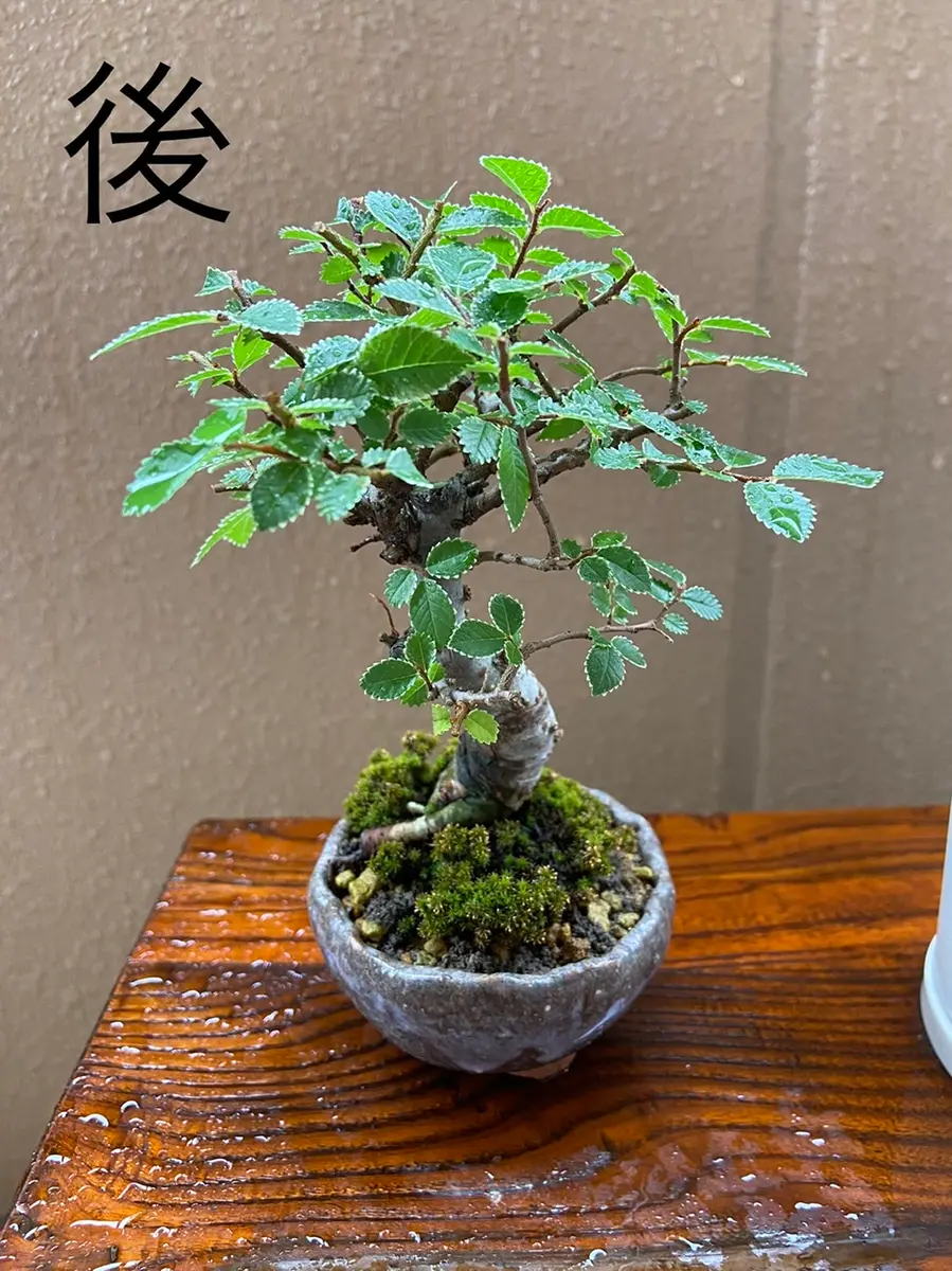 ニレケヤキさん｜園芸日記by盆栽初心者｜みんなの趣味の園芸｜839657