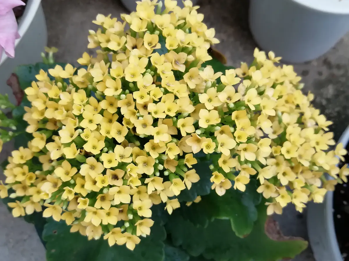人気ブラドン カランコエの2番花｜園芸日記by風の寅郎｜みんなの趣味の園芸 盆栽