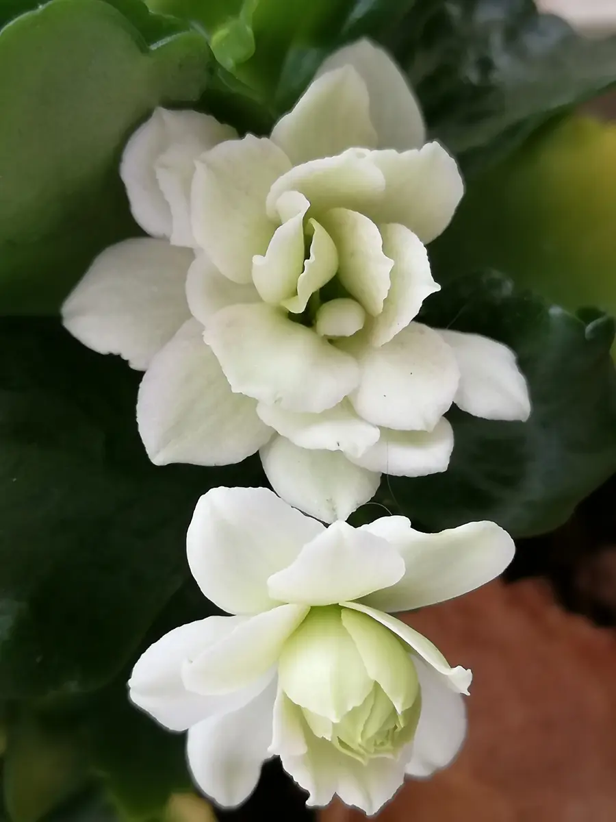 ホワイト♡カランコエ♡豪華な多肉植物♡パリ♡八重咲き