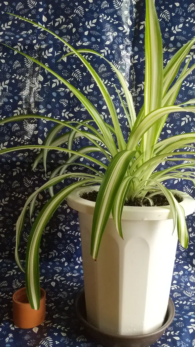 ﾅｶﾌﾋﾛﾊｵﾘﾂﾞﾙﾗﾝの日記一覧|リュヌさんの園芸日記-みんなの趣味の園芸