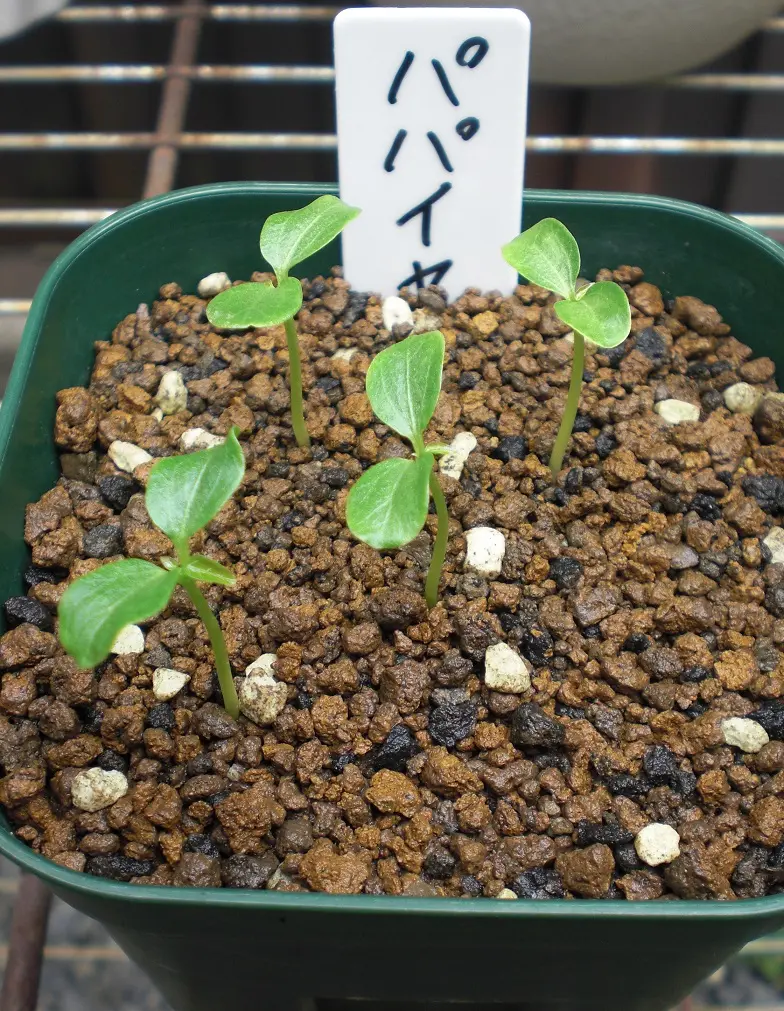 植え替えと発芽｜園芸日記byジョーズナー｜みんなの趣味の園芸｜841321