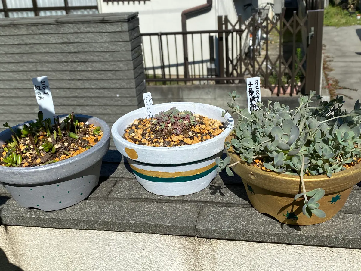 美しい 多肉の為のリメイク鉢｜園芸日記byエー｜みんなの趣味の園芸｜841513 苔玉・苔