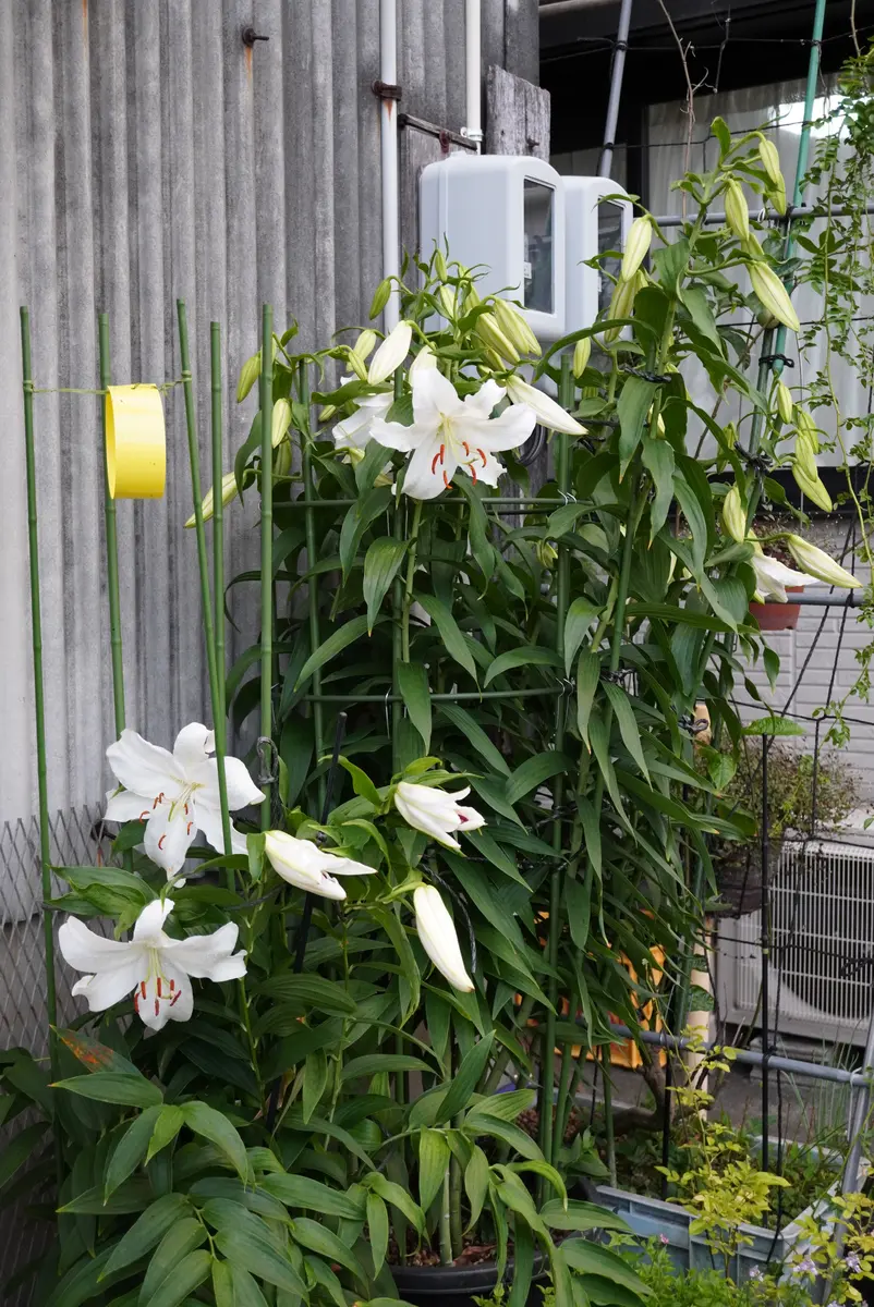 ユリ カサブランカ開花｜園芸日記by種蒔き病人｜みんなの趣味の園芸｜841744