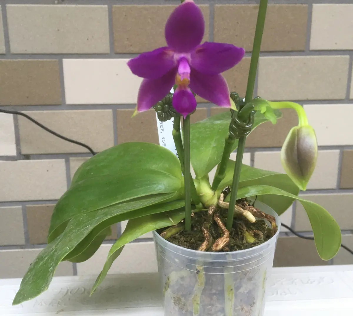 人気ブラドン 紫色の花の胡蝶蘭｜園芸日記byPLANTS｜みんなの趣味の園芸｜842419 その他観葉植物